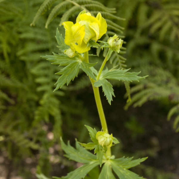 Trollius 'Lemon Supreme' Common Globeflower