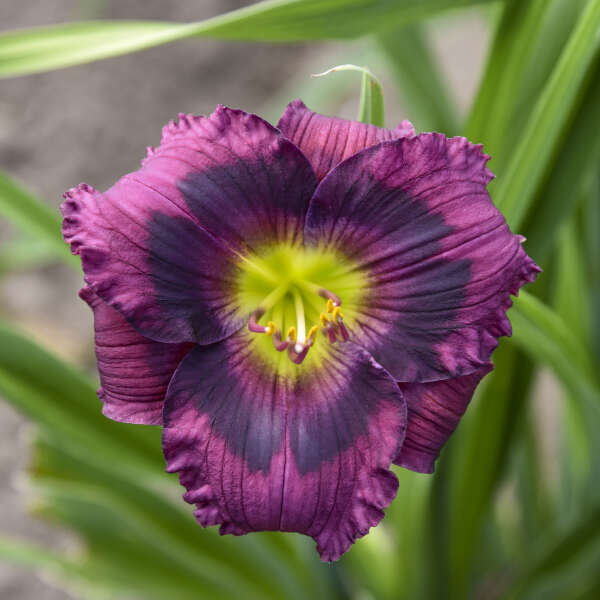 Hemerocallis 'Kansas Kitten' Daylily