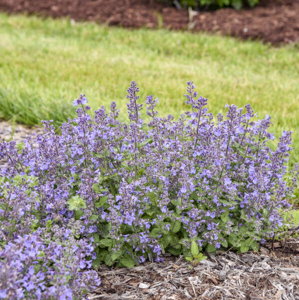 Nepeta 'Catwalk Queen' Catmint