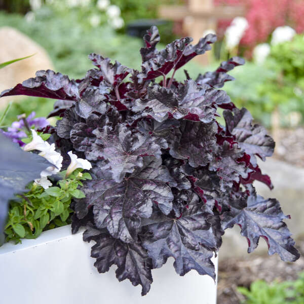 Heuchera 'Sultry Night' Coral Bells