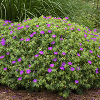 Geranium 'New Hampshire Purple'