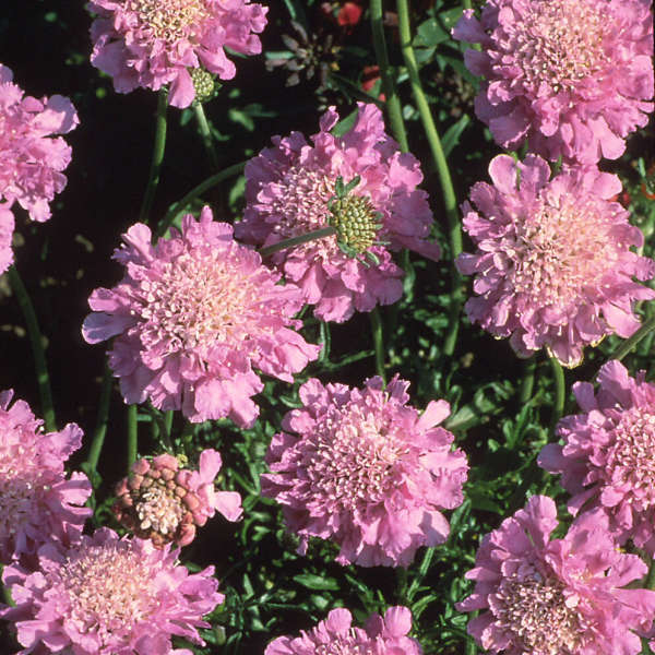 Scabiosa 'Pink Mist' Pincushion Flower