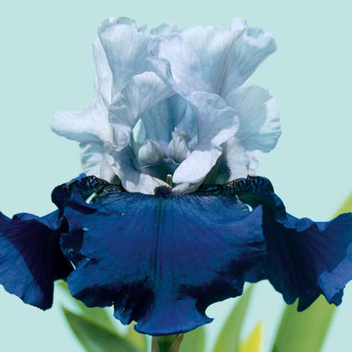 Iris 'Best Bet' Tall Bearded Iris