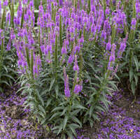 Veronica 'Purple Leia'