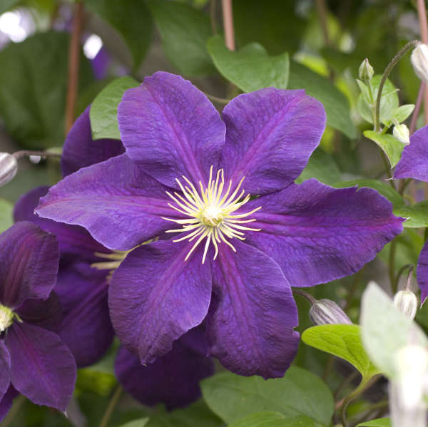 Clematis 'Jackmanii' Clematis