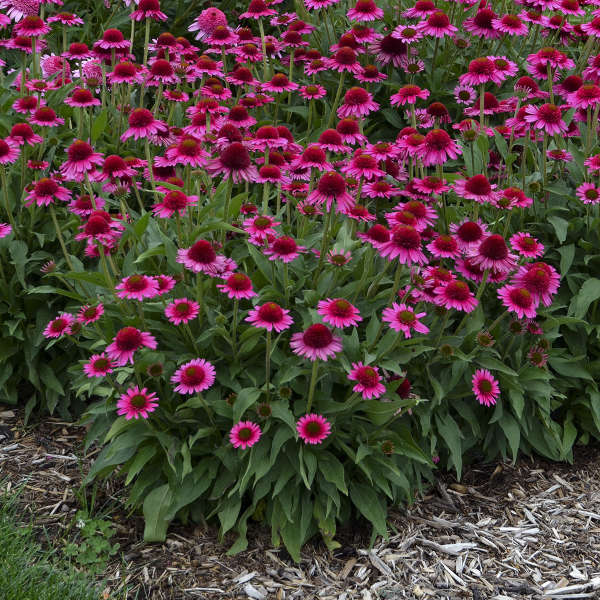 Echinacea 'Delicious Candy' Coneflower