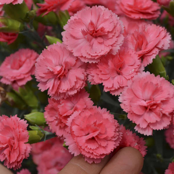 Dianthus 'Classic Coral' Pinks