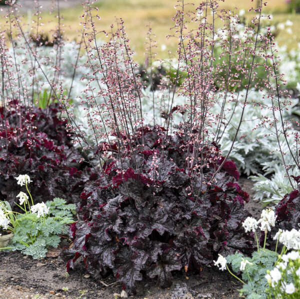 Heuchera 'Evening Gown' Coral Bells