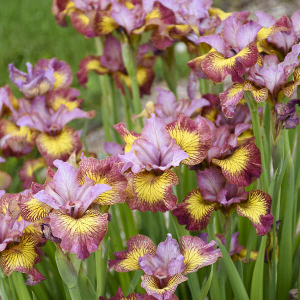 Iris 'Fiddles on Fire' Siberian Iris