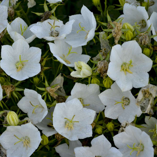 Campanula 'Rapido White' Carpathian Bellflower