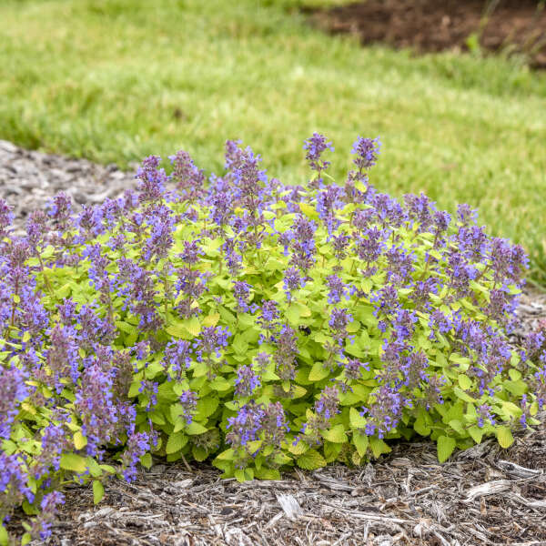 Nepeta 'Lemon Purrfection' Catmint