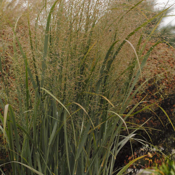 Panicum 'Northwind' Upright Switch Grass