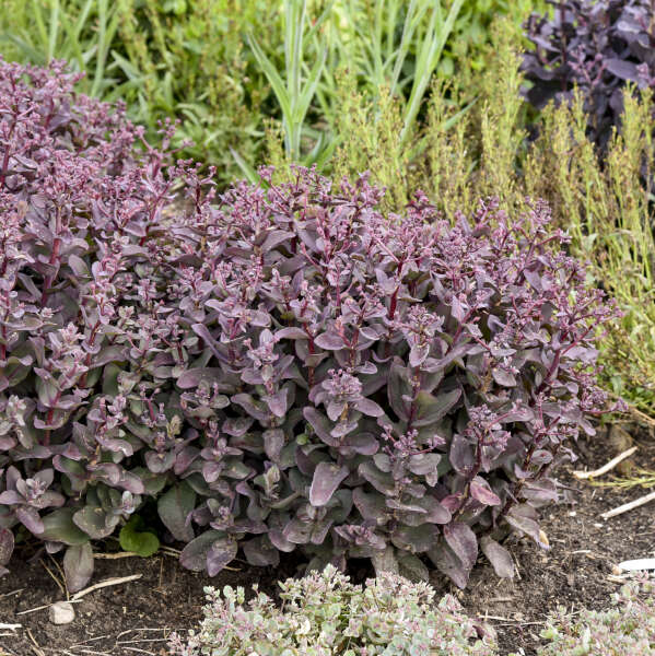 Sedum 'Wineberry Delight' Stonecrop