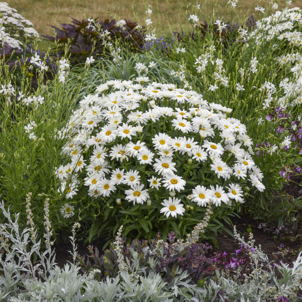 Leucanthemum 'Dream Big' Shasta Daisy