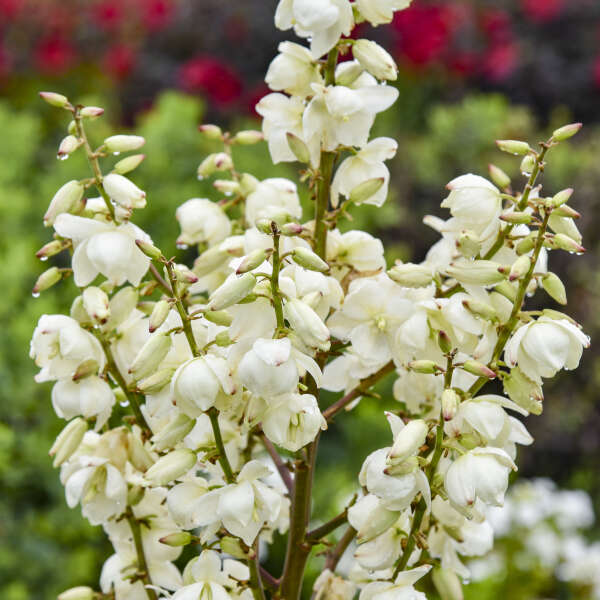 Yucca 'Dragon Slayer' Adam's Needle