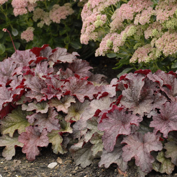 Heuchera 'Berry Smoothie' Coral Bells