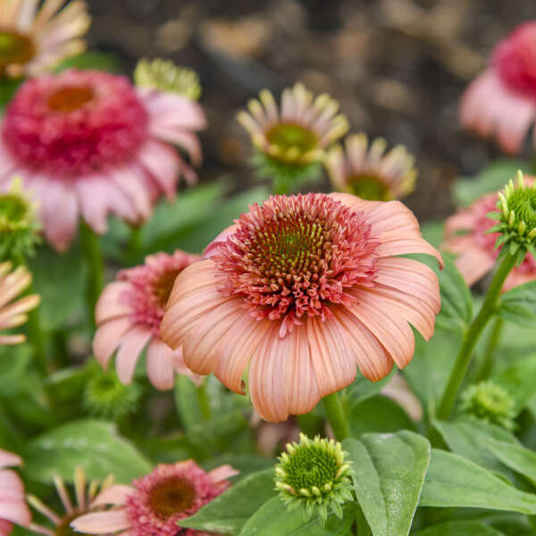 Echinacea 'Just Peachy' Coneflower