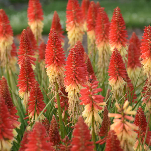 Kniphofia 'Rocket's Red Glare' Red Hot Poker