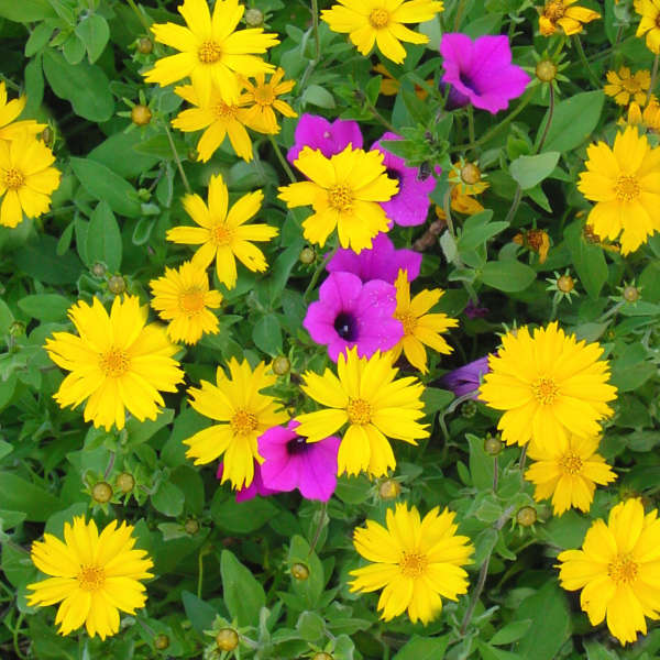 Coreopsis 'Sunshine Superman' Star Tickseed