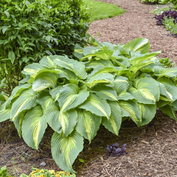 Hosta 'Love Story' Hosta