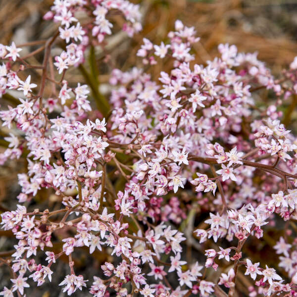Mukdenia 'Fusion of Fire' Oredenia