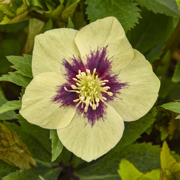 Helleborus 'Irish Luck' Lenten Rose