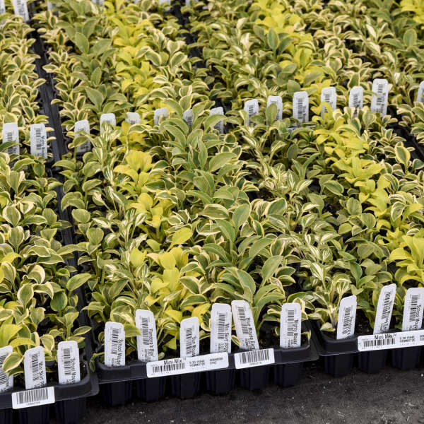 Hosta Mini Mix™ Hosta