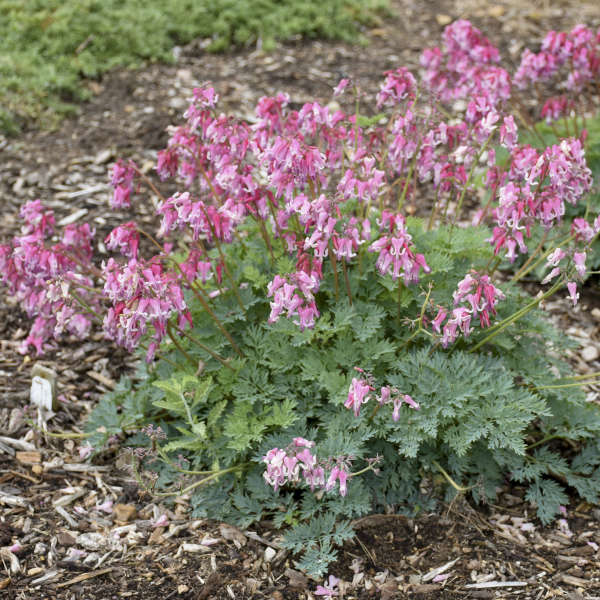 Dicentra 'Pink Diamonds' PPAF CPBRAF | Walters Gardens, Inc.