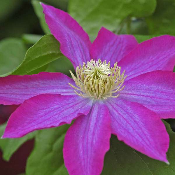 Clematis 'Pink Champagne' Clematis