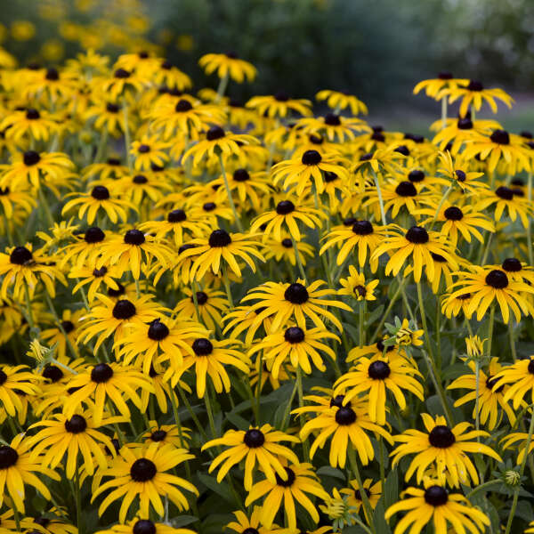 Rudbeckia 'Treasure Trove' Black-Eyed Susan