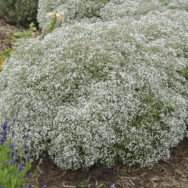 Gypsophila Summer Sparkles Esm Chispa Pp19318 Walters Gardens Inc