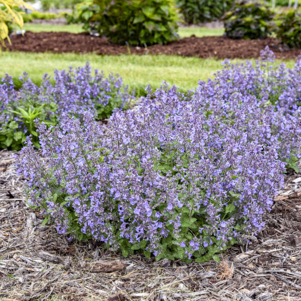 Nepeta 'Catwalk Queen' Catmint