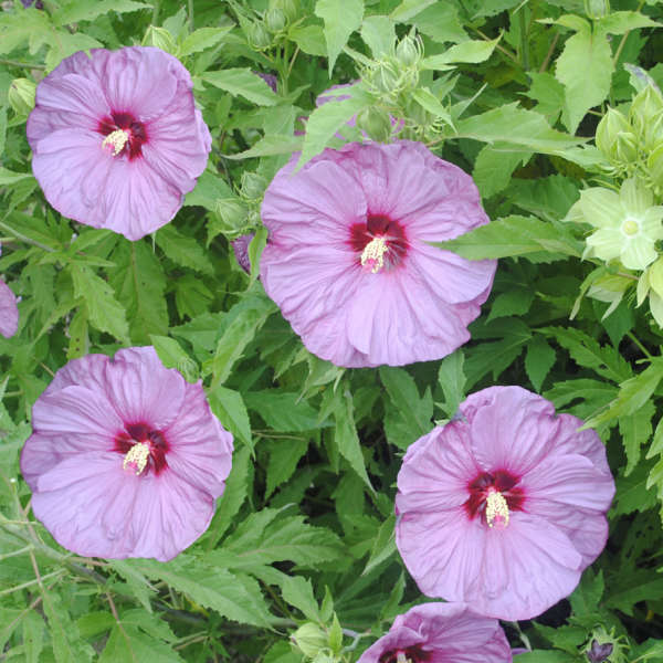 Hibiscus 'Berrylicious' Rose Mallow