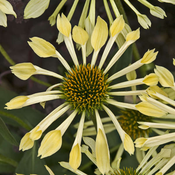 Echinacea 'Passion Flute' Coneflower