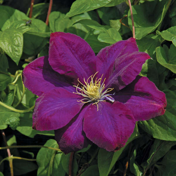 Clematis 'Monte Cassino' | Perennial Resource