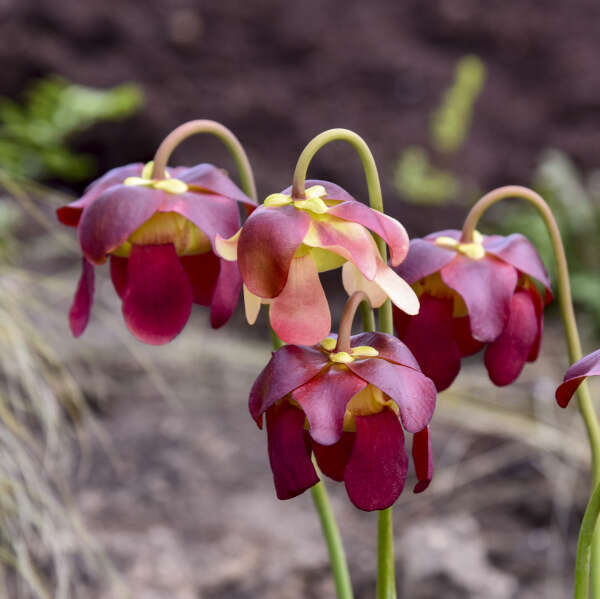 Sarracenia x catesbaei | Walters Gardens, Inc.