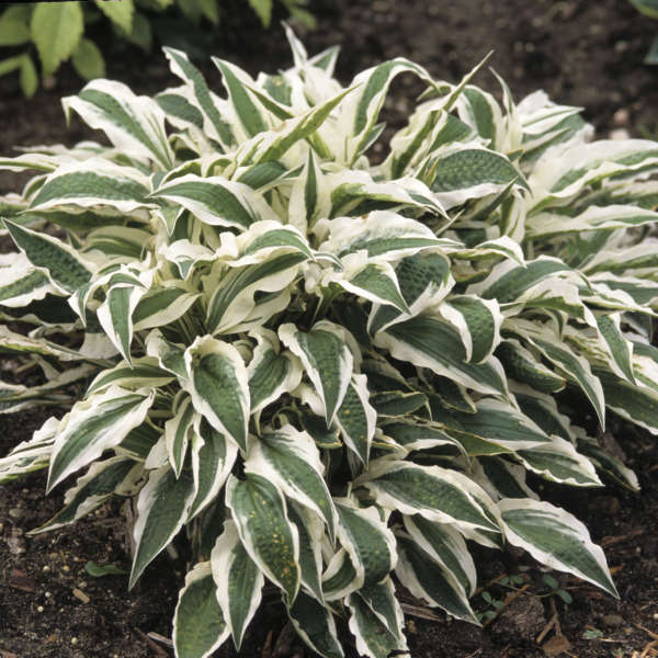 Hosta 'Hi Ho Silver' Hosta