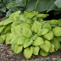 Hosta 'Stained Glass'