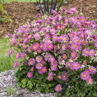 Anemone FALL IN LOVE® 'Deeply'