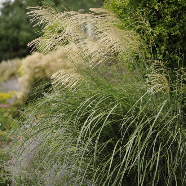 Miscanthus 'Huron Star' Ornamental Grass