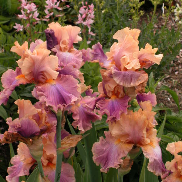 Iris 'Chasing Rainbows' Tall Bearded Iris