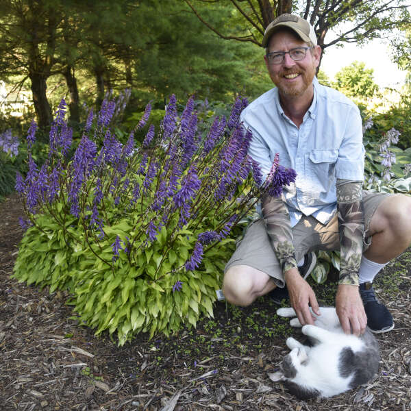 Hosta 'Time in a Bottle' Hosta