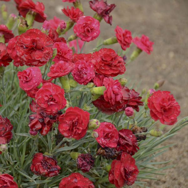 Dianthus 'SFT: Passion' Pinks
