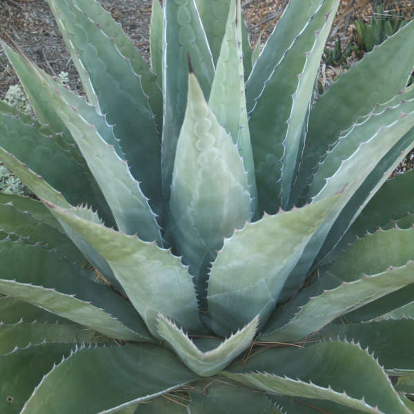 Agave 'Baccarat' Agave