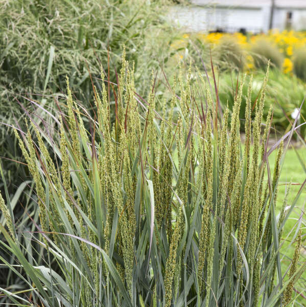Panicum 'Blue Spear' Switch Grass