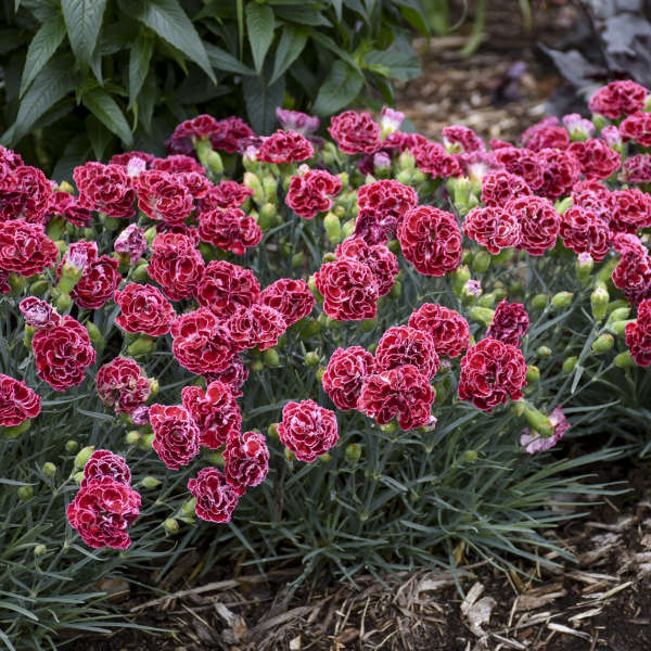 Dianthus 'Cherry Vanilla' Pinks