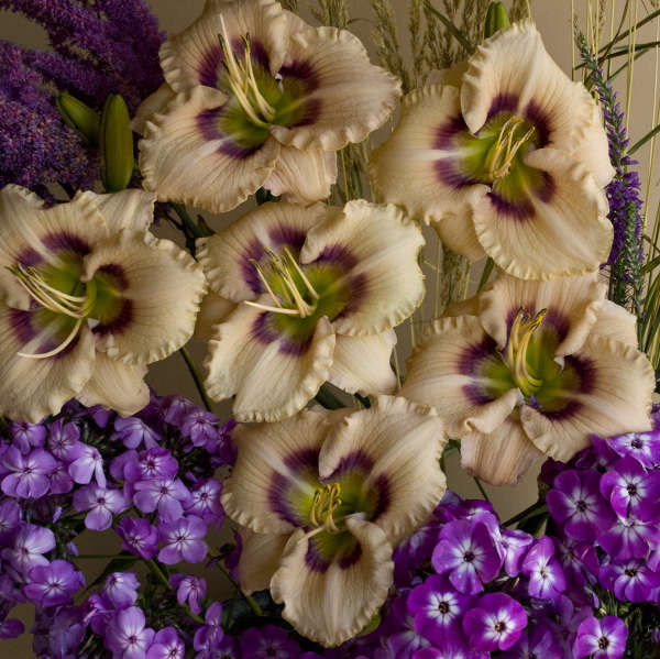 Hemerocallis 'Huckleberry Candy' Daylily