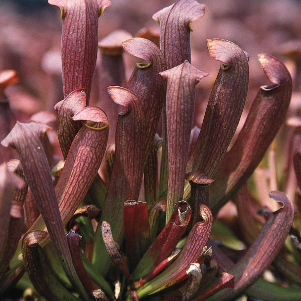 Sarracenia 'Redbug' Pitcher Plant