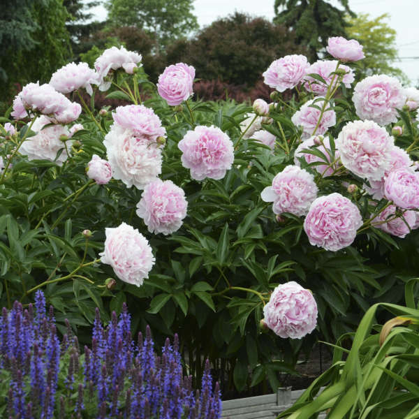 Paeonia 'Sarah Bernhardt' Garden Peony