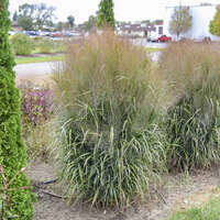 Panicum 'October Sky'